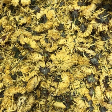 皇菊魏园黄菊