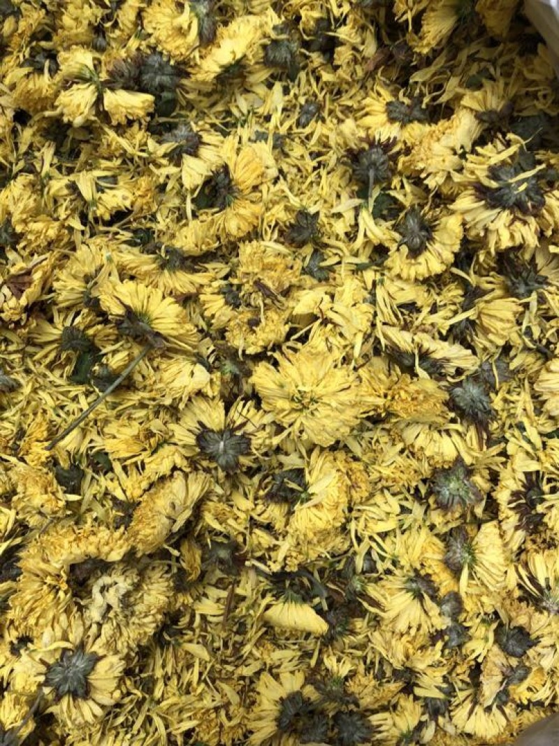 皇菊魏园黄菊