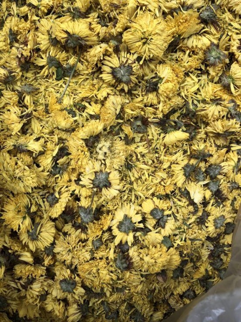 皇菊魏园黄菊
