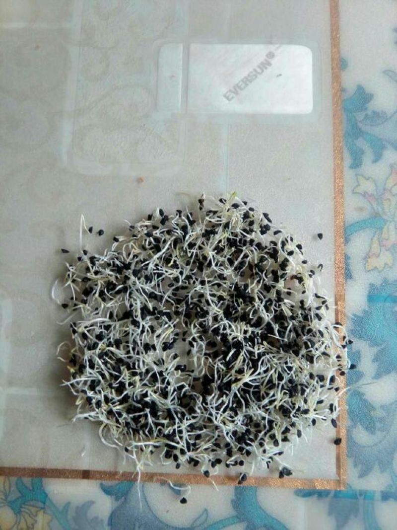 优质铁杆葱苗，一代二代均有现货，基地直供
