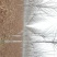 法桐12~14cm10~12cm4米以上1~2米