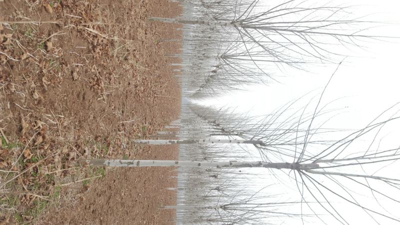法桐12~14cm10~12cm4米以上1~2米