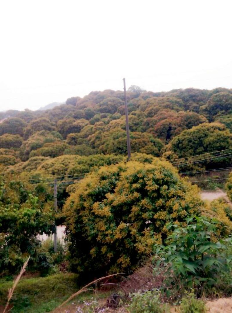 荔枝蜜1斤