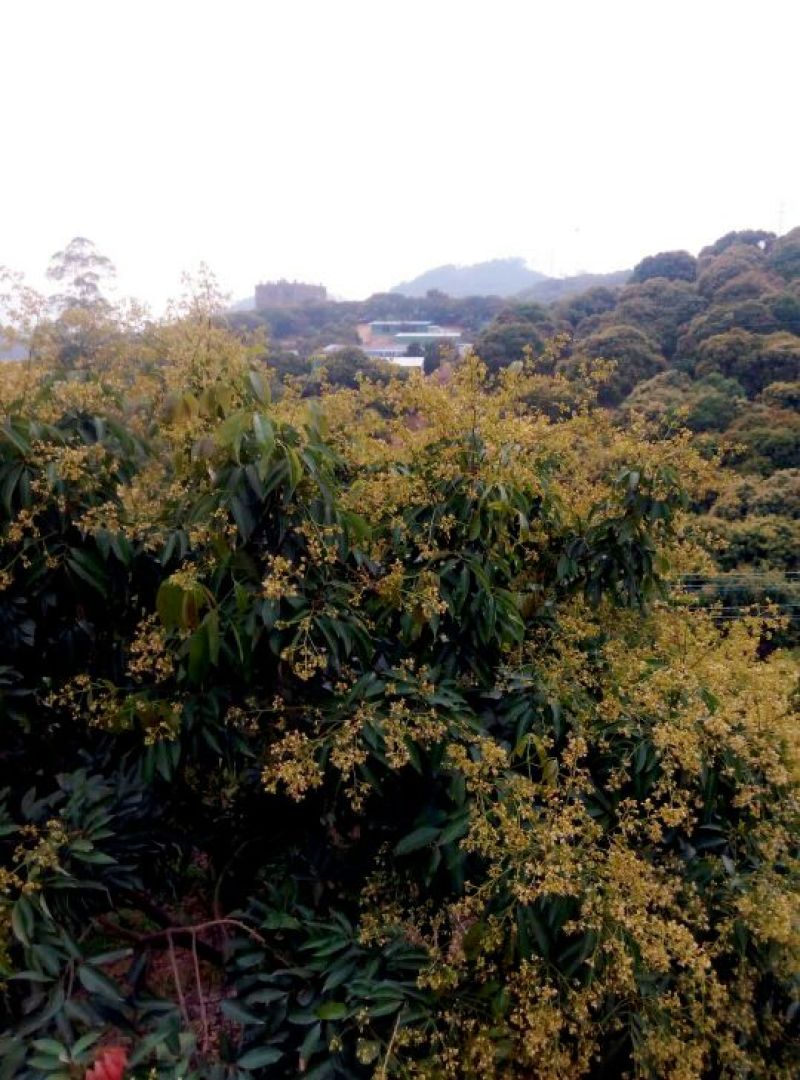 荔枝蜜1斤