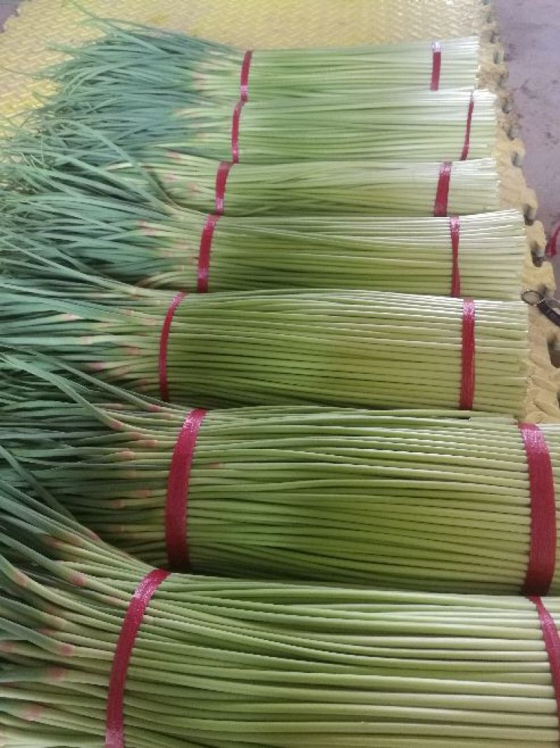 精品蒜薹河南红帽蒜薹产地直发可加工分拣量大从优