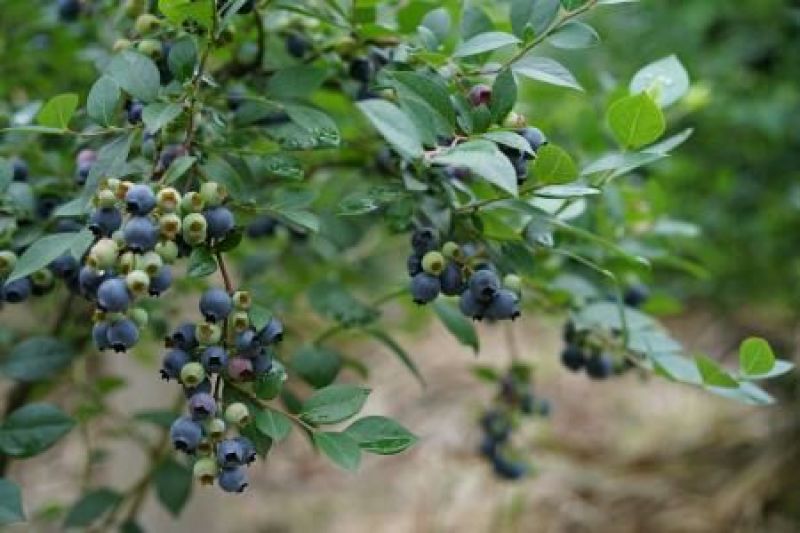 南北蓝莓苗北陆瑞卡中高丛蓝莓苗2年苗以上30~50cm