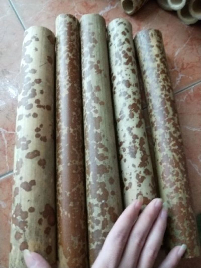 苦竹1~2m