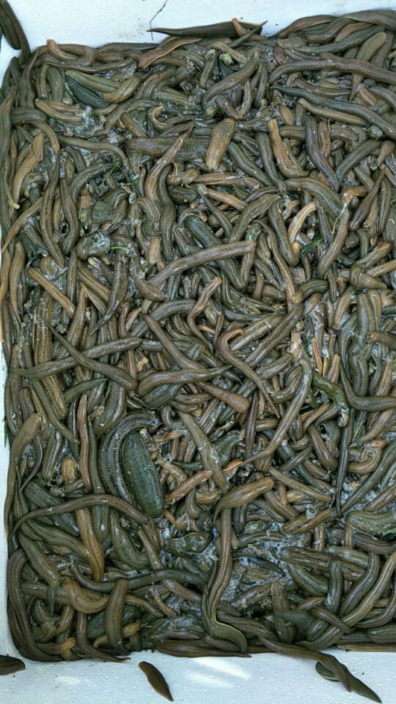宽体金线蛭药用