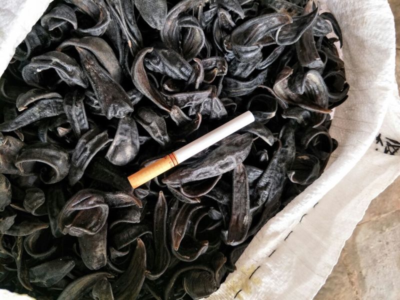 宽体金线蛭药用