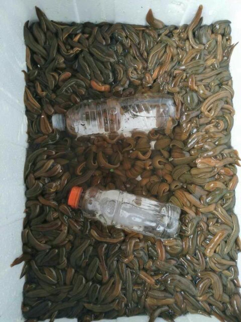宽体金线蛭药用