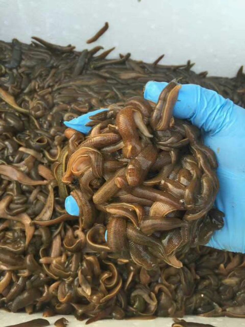 宽体金线蛭药用