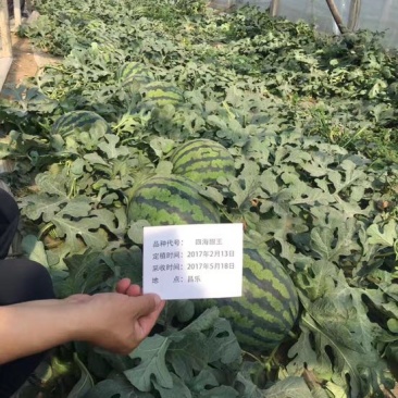甜王西瓜种子