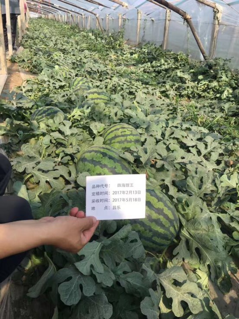 甜王西瓜种子