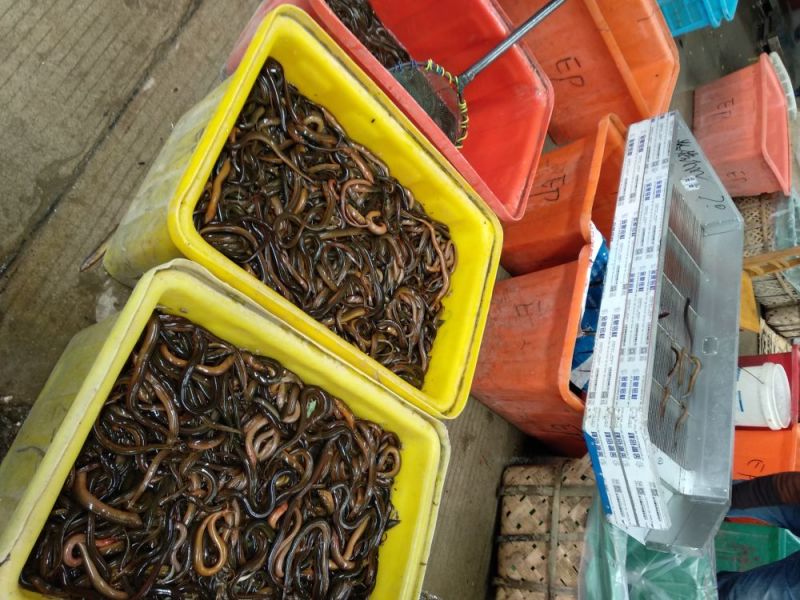 黄鳝食用活鱼