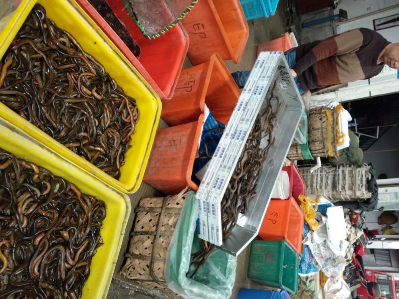 黄鳝食用活鱼