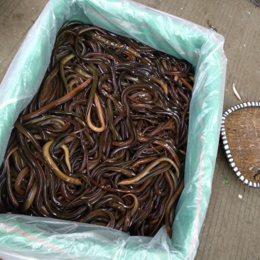 黄鳝食用活鱼