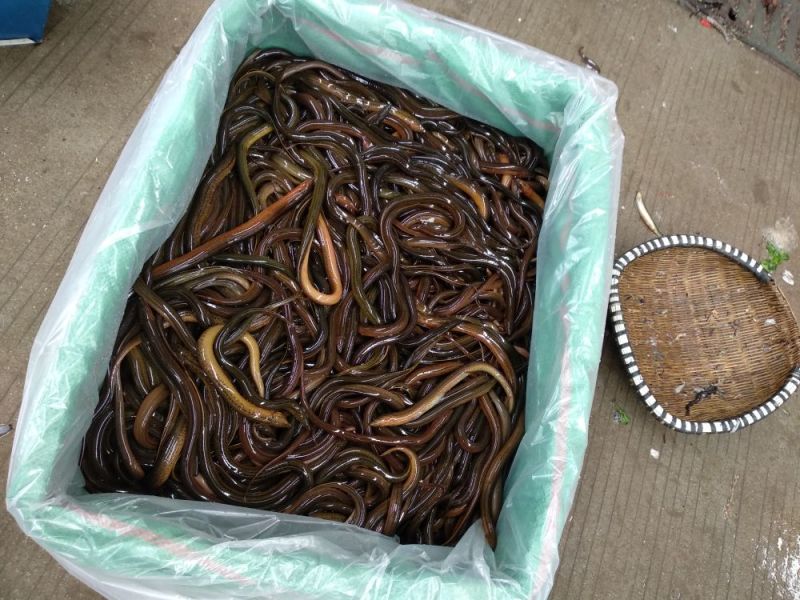 黄鳝食用活鱼