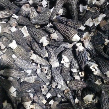 羊肚菌特级