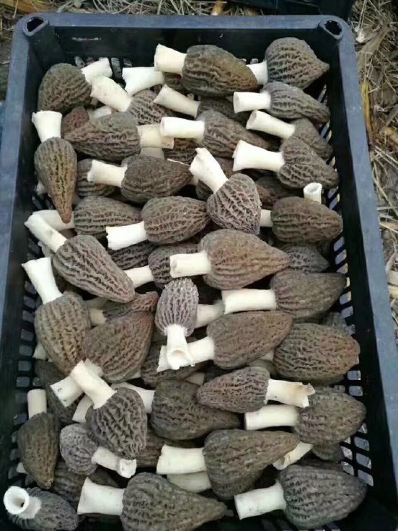 羊肚菌特级