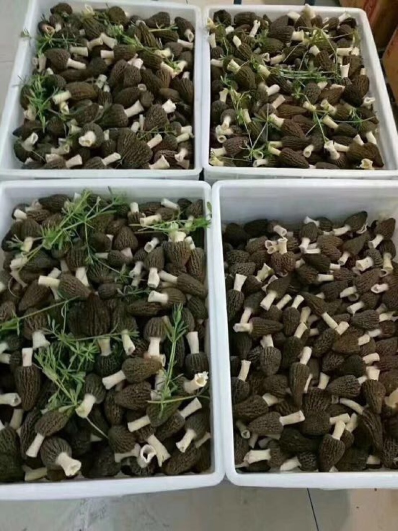 羊肚菌特级