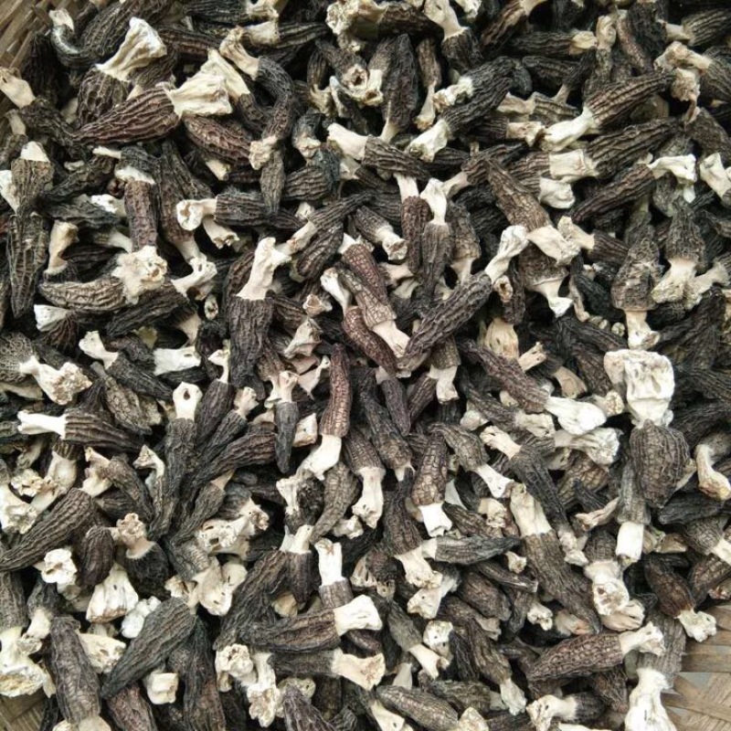 羊肚菌特级