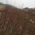 紫玉兰2~4cm