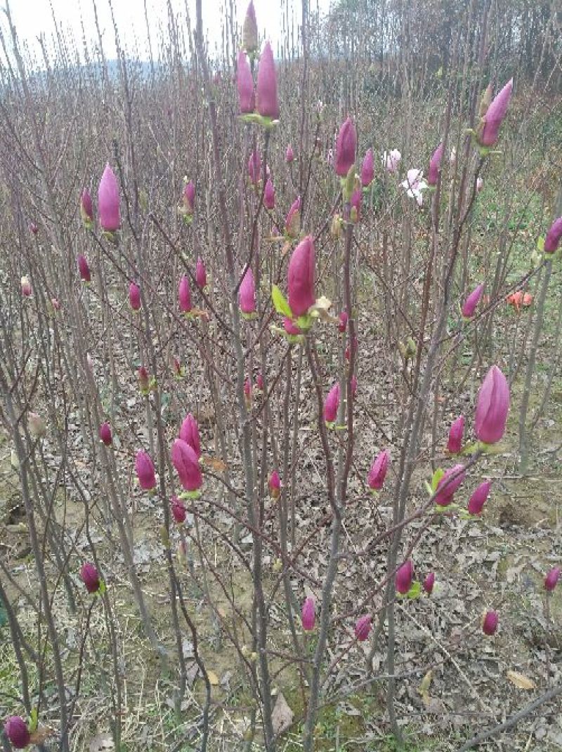 紫玉兰2~4cm