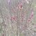 紫玉兰2~4cm