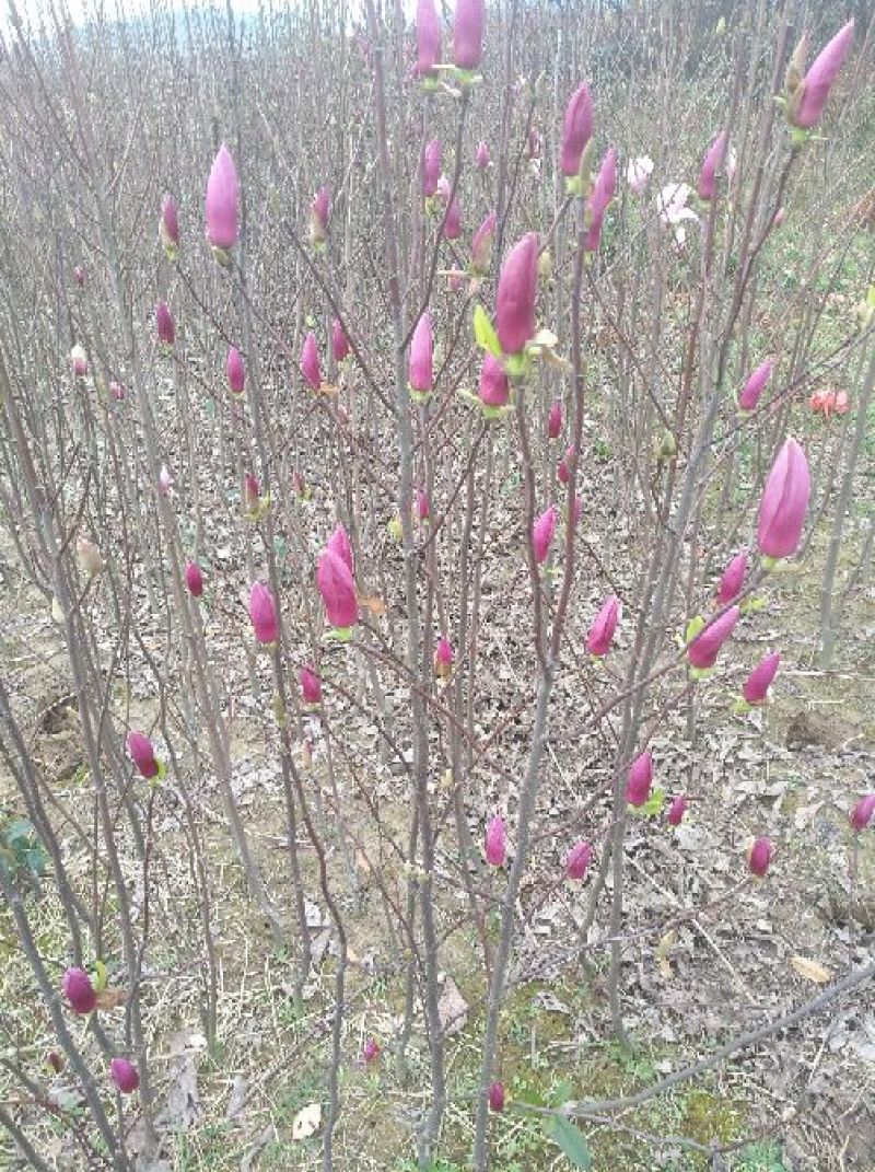 紫玉兰2~4cm