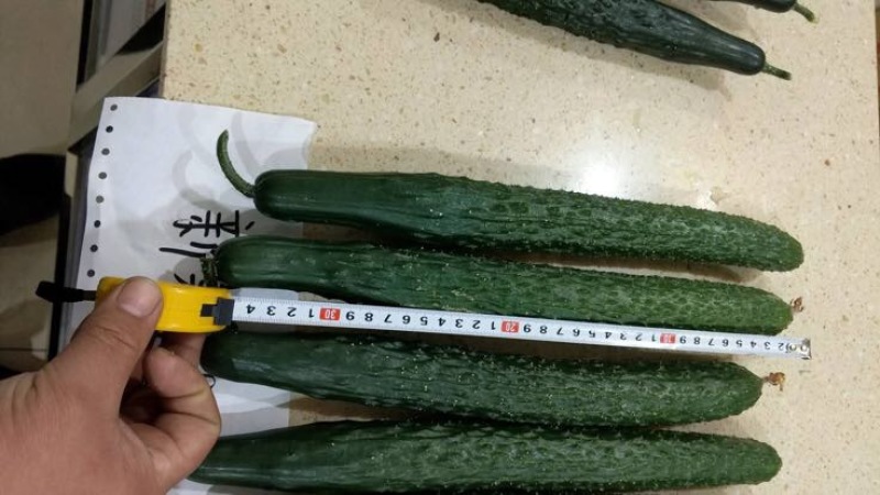 全雌黄瓜种子