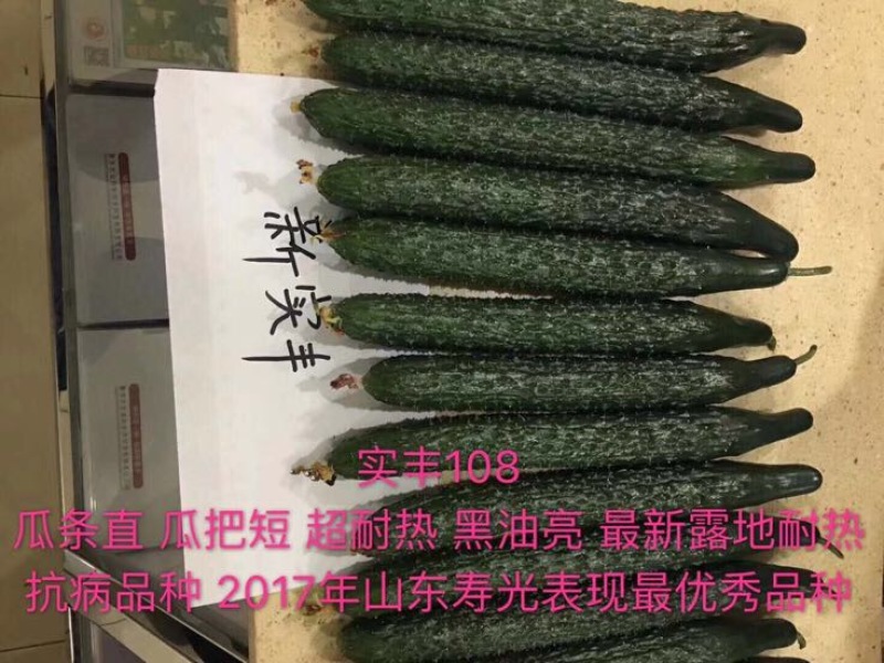 全雌黄瓜种子