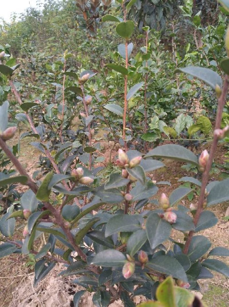 冬茶梅2cm以下8~10cm0.5米以下