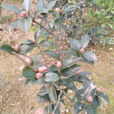 冬茶梅2cm以下8~10cm0.5米以下