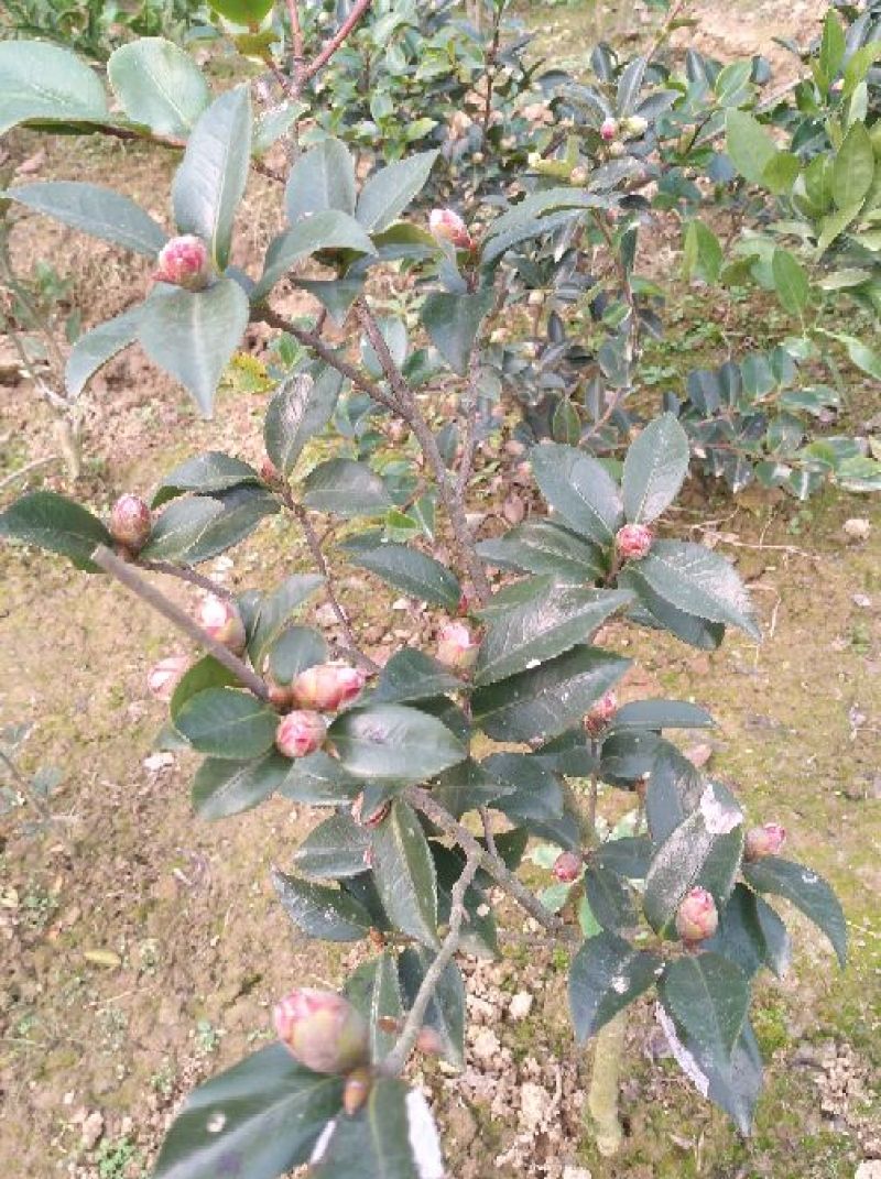 冬茶梅2cm以下8~10cm0.5米以下