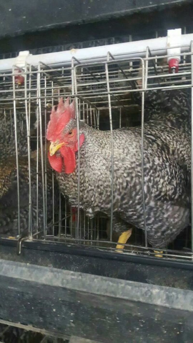 芦花鸡苗出壳苗35~45克雌基地直发货源充足