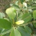 含笑6~8cm1.5~2m