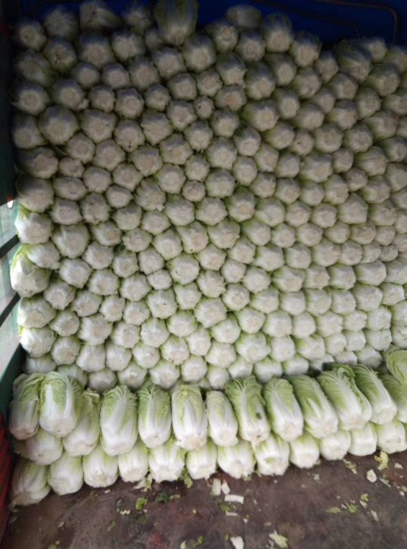 黄心白菜质量好价格不贵，加工厂，泡菜厂电商，市场