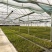 芦笋苗