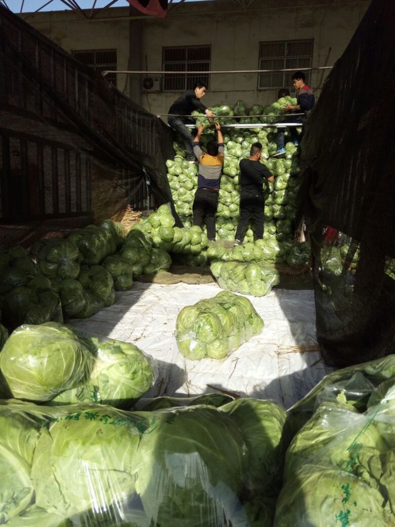 【老庞邯郸甘蓝】全国供货有冷酷可发南方市场出