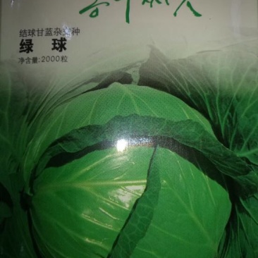 甘蓝种子