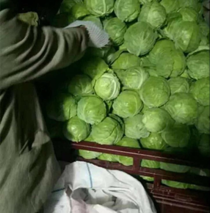 甘蓝种子