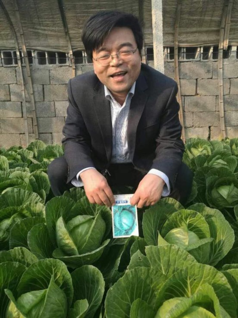 甘蓝种子