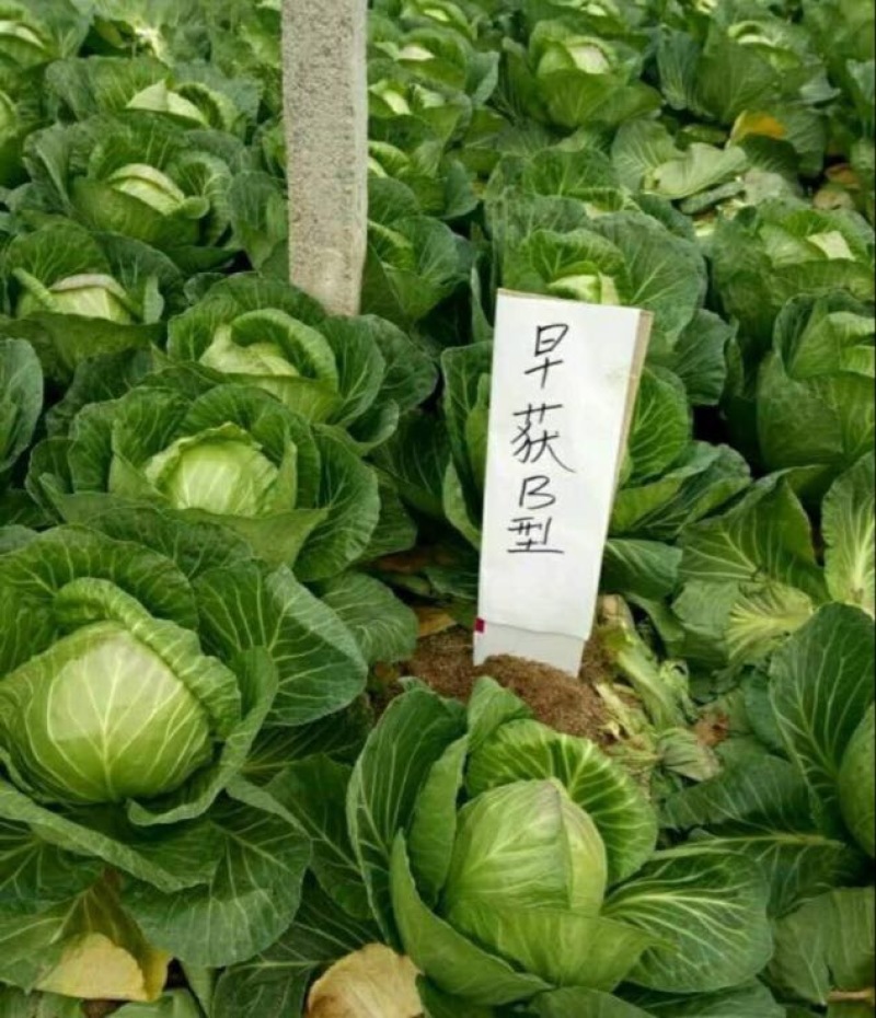 甘蓝种子