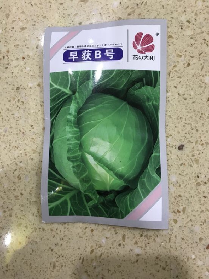 甘蓝种子