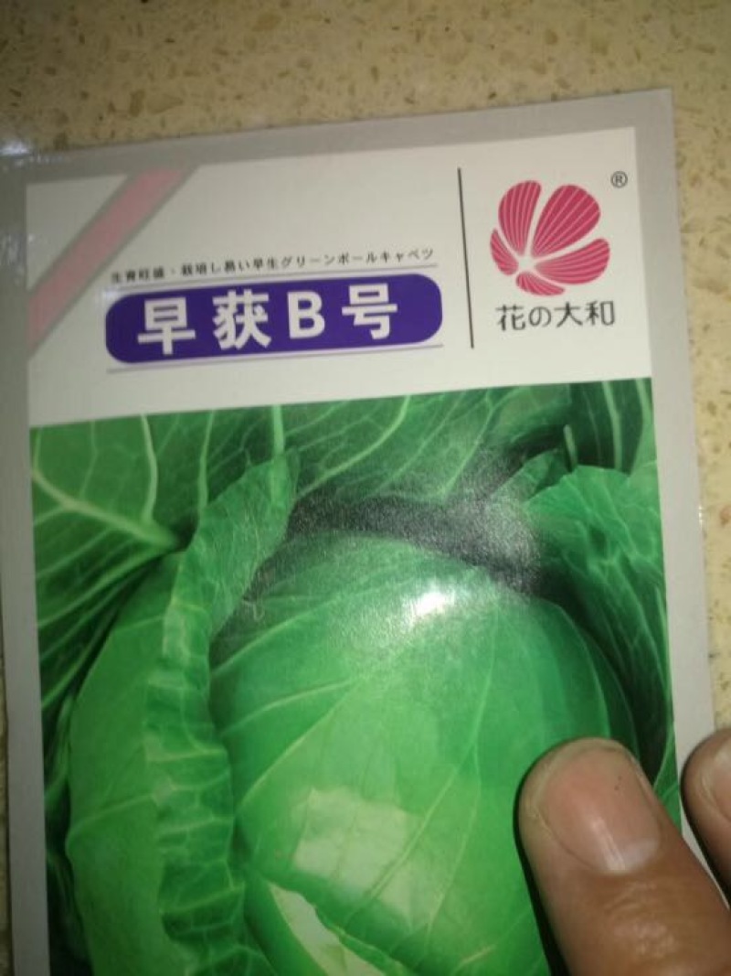 甘蓝种子