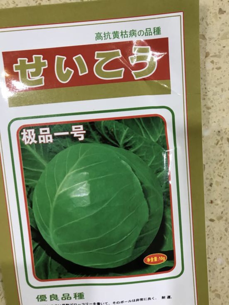 甘蓝种子