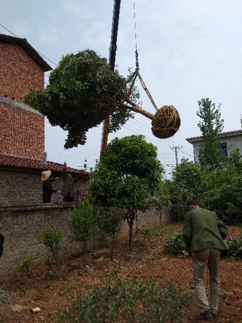 黄金桂花树大规格桂花树独杆丛生，金桂，丹桂2到30公分