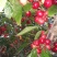 樱桃10~15mm