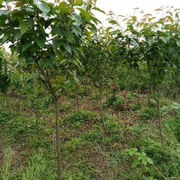 香樟8~10cm8~10cm2.5~3米