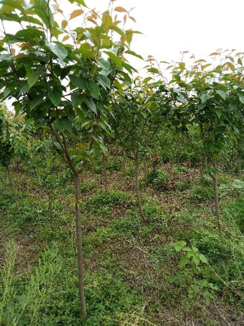 香樟8~10cm8~10cm2.5~3米